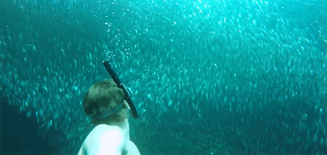 Swimming In A Vortex Of Sardines Looks Quite Beautiful