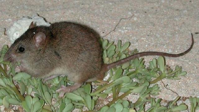This Australian Rodent Is The First Mammal To Go Extinct Due To Human-Caused Climate Change
