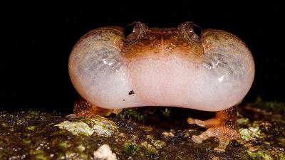 Newly Discovered Mating Position Shows Frogs Have Freaky Sex Lives