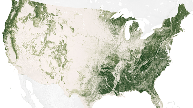 Here Are The North American Trees That Will Start To Vanish Thanks To Climate Change