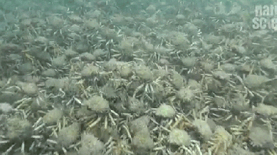 Hundreds Of Thousands Of Giant Spider Crabs Littered Across The Ocean Floor Looks Like Hell