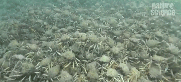 Hundreds Of Thousands Of Giant Spider Crabs Littered Across The Ocean Floor Looks Like Hell