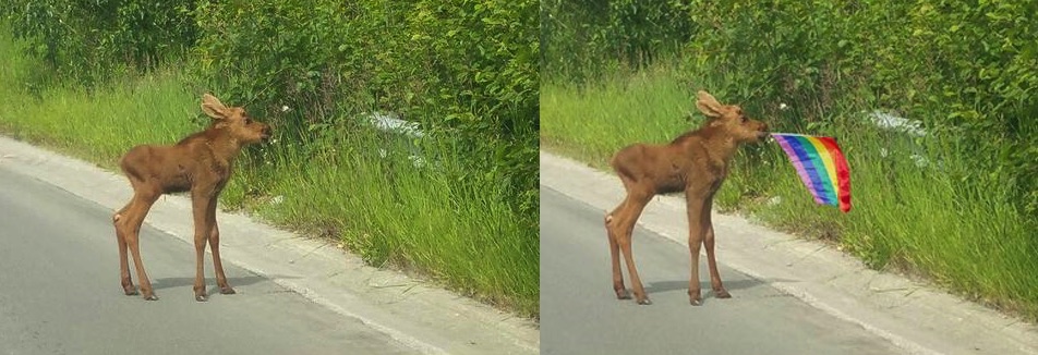 That Photo Of A Baby Moose With A Pride Flag Is Fake