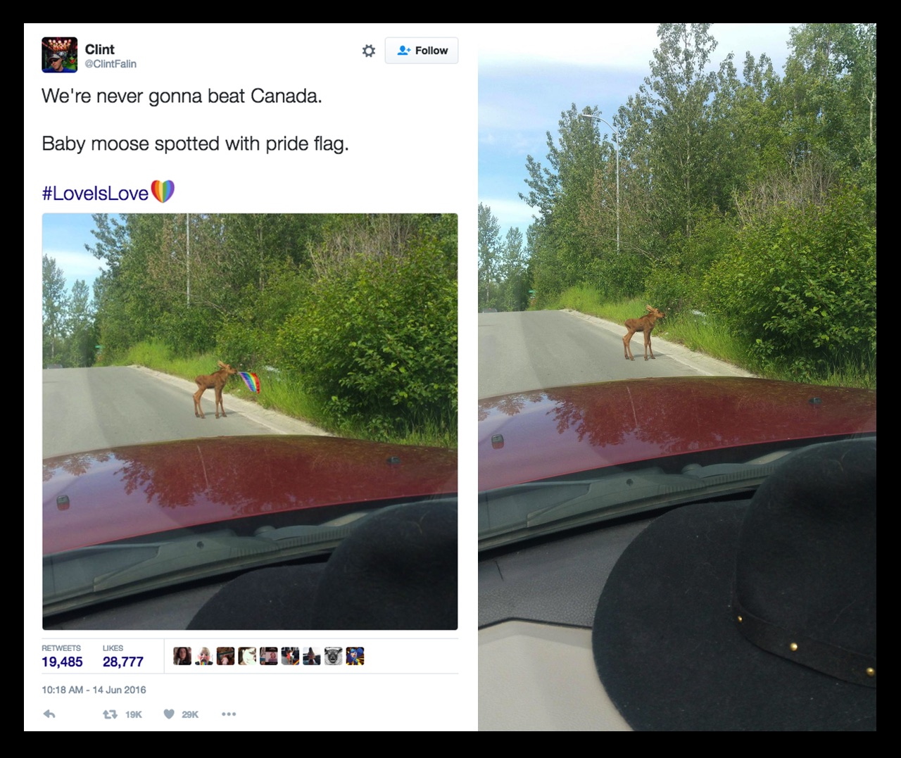That Photo Of A Baby Moose With A Pride Flag Is Fake