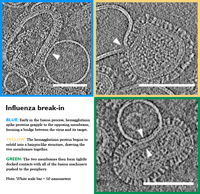 How A Flu Virus Invades A Cell