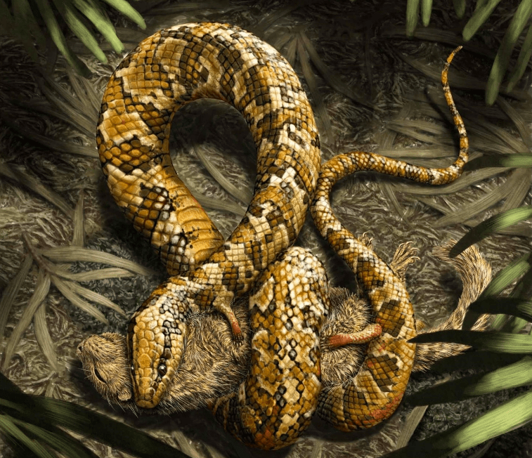 Ancient Snakes Had Legs, But Not For Walking