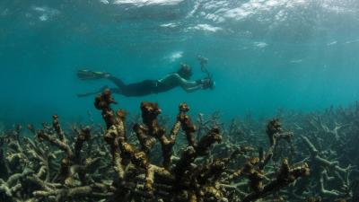 The Worst Coral Die-Off In History Just Got Worse