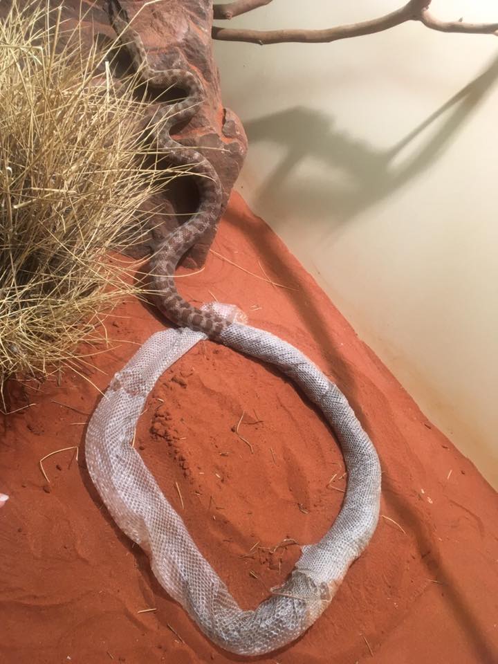 A Snake Got Trapped Inside An Endless Circle Of Its Own Shedding Skin