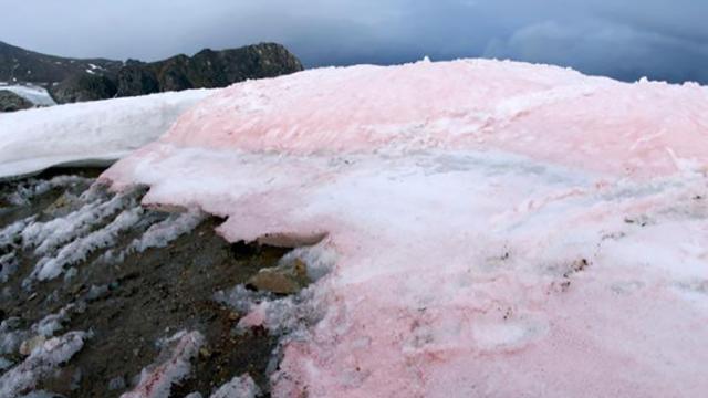 This Pink Snow Does Not Bode Well For Our Future
