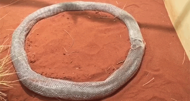 A Snake Got Trapped Inside An Endless Circle Of Its Own Shedding Skin