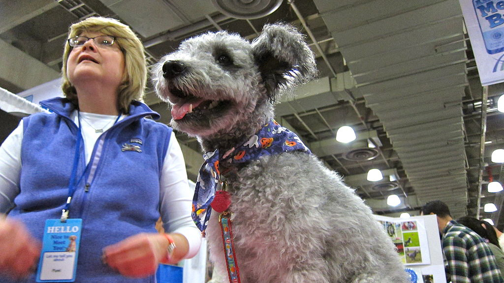 How The American Kennel Club Decides New Breeds