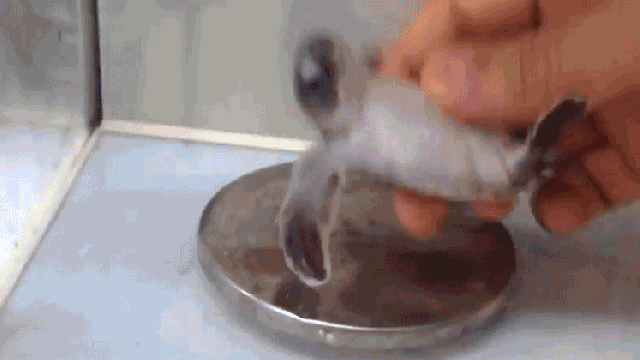 Baby Turtles Getting Hypnotised For Science Is So Cute It Hurts