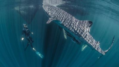Whale Sharks Are Even Cooler Than We Realised