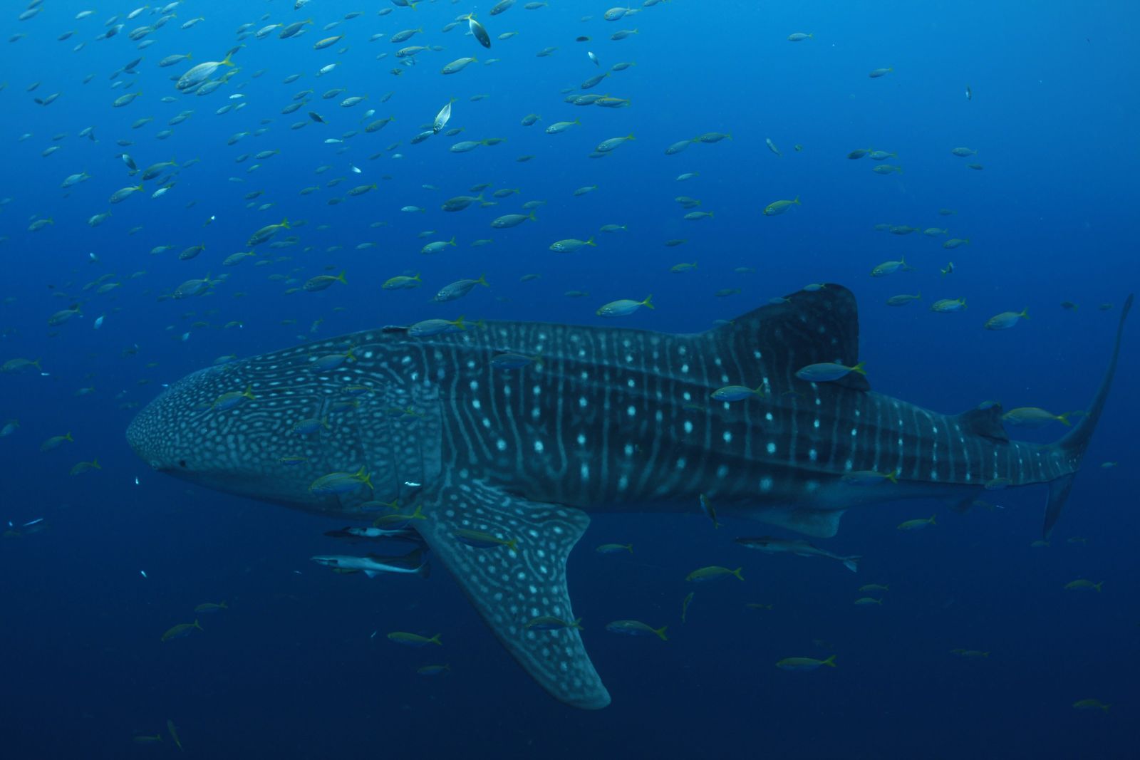 Whale Sharks Are Even Cooler Than We Realised