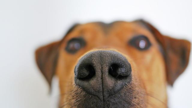 We Finally Know How Dogs Sniff Out Diabetes
