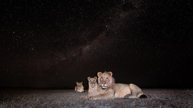 13 Sensational Camera Trap Photos Of African Animals At Night