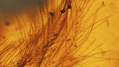 99-Million-Year-Old Bird Wings Found Encased In Amber