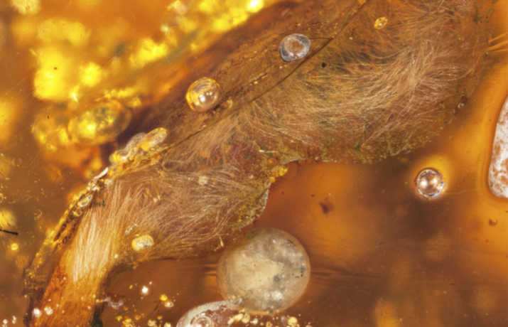 99-Million-Year-Old Bird Wings Found Encased In Amber