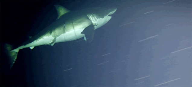 A Great White Shark Got Caught Napping On Camera For The First Time Ever