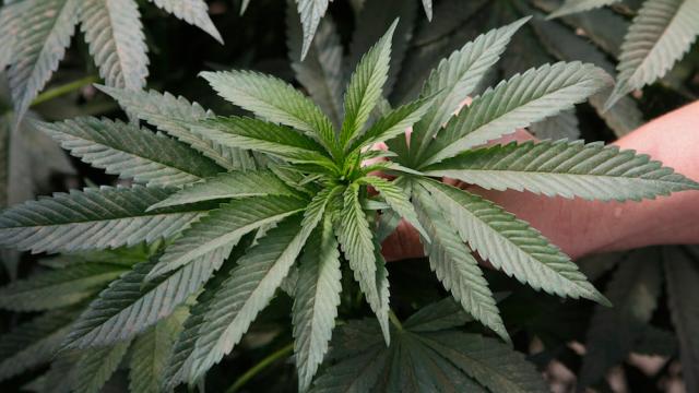 Marijuana Shown To Protect Brain Cells From Alzheimer’s