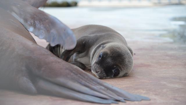 Sea Lion Pup, Too Pure For This World, Born At National Zoo