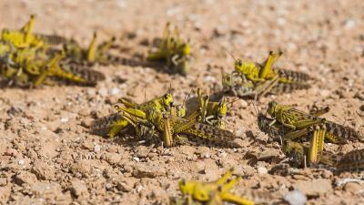 Scientist Wants To Engineer Locusts Into Remote-Controlled Bomb Detectors