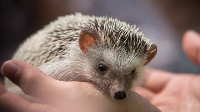 Turns Out, Hedgehogs Are At Home In Cities