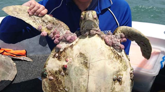 Herpes Outbreak Among Australia’s Green Sea Turtles Likely Triggered By Pollution
