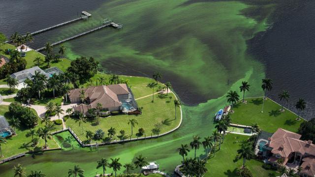 A Disgusting Green Sludge Is Devouring Florida’s Coast