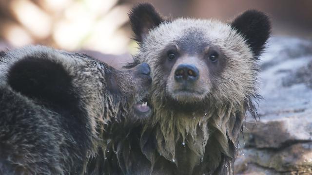 Eating Garbage Makes Bears Lazy As Hell, Just Like You And Me