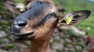 Goats Are More Like Dogs Than We Thought