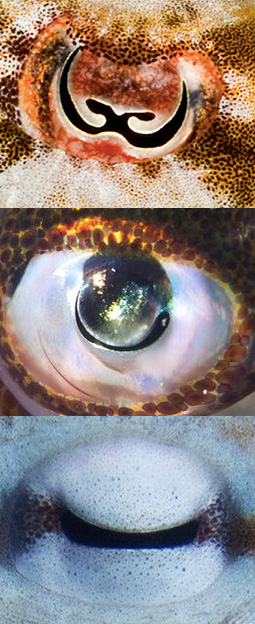 Octopus Eyes Are Crazier Than We Imagined