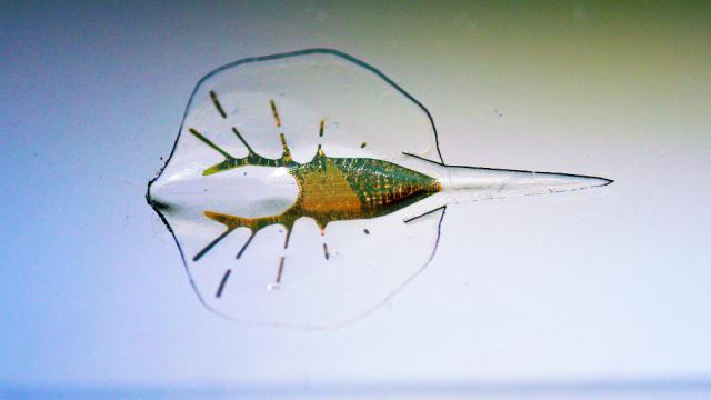This Cyborg Stingray Is The Coolest Thing You’ll See All Day