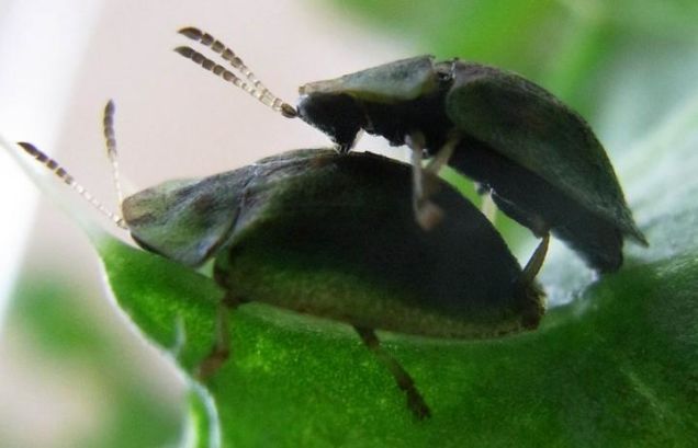 Beetles May Hold The Secret To Having Sex With A Super-Long Penis