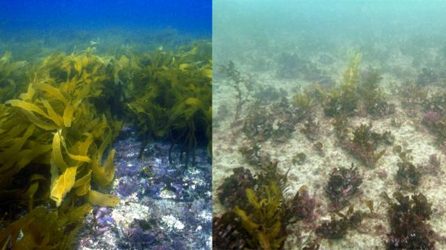 A Vast Australian Underwater Forest Is Roasting To Death
