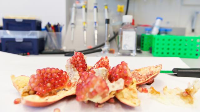 Pomegranates Yield Promising Anti-Ageing Compound