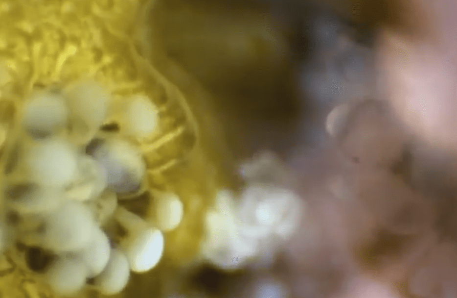 This Never Before Seen Microscopic Deep Sea Footage Is Other Worldly
