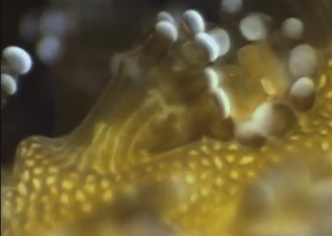 This Never Before Seen Microscopic Deep Sea Footage Is Other Worldly