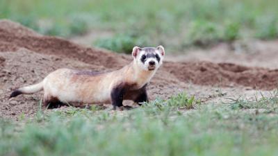 Drones Will Drop Vaccine-Covered M&Ms To Save Ferrets
