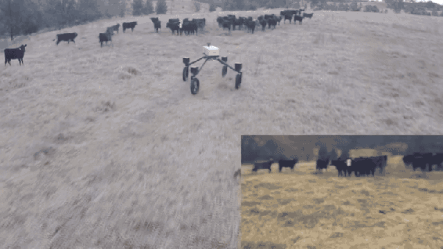 This Aussie Cattle-Herding Robot Will Put Dogs Out Of Work