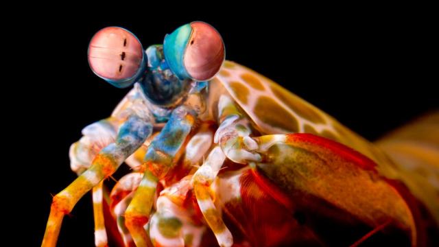 Mantis Shrimp Roll Their Eyes, But For A Good Reason