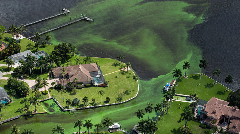 Florida’s Slime Coast Is A State-Sponsored Disaster