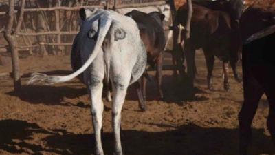 Drawing Eyes On Cow Butts May Ward Off Hungry Lions