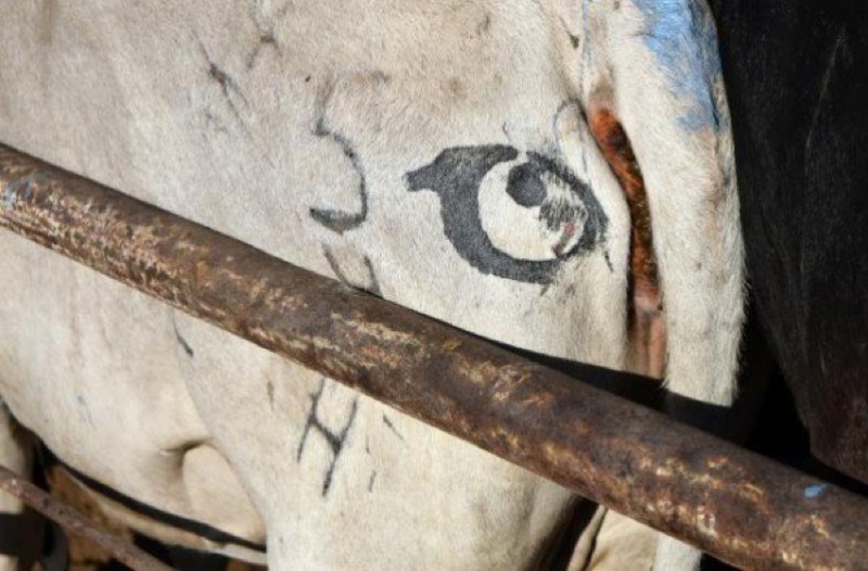 Drawing Eyes On Cow Butts May Ward Off Hungry Lions