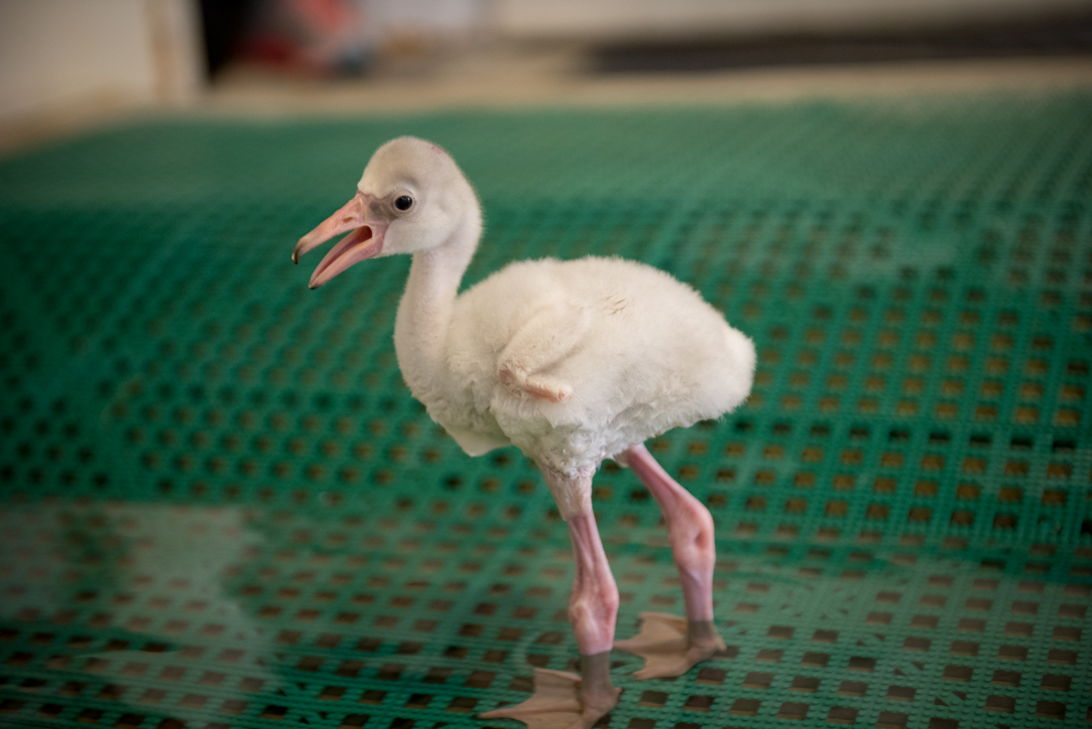 Baby Flamingos Are Even Dopier Than Their Parents