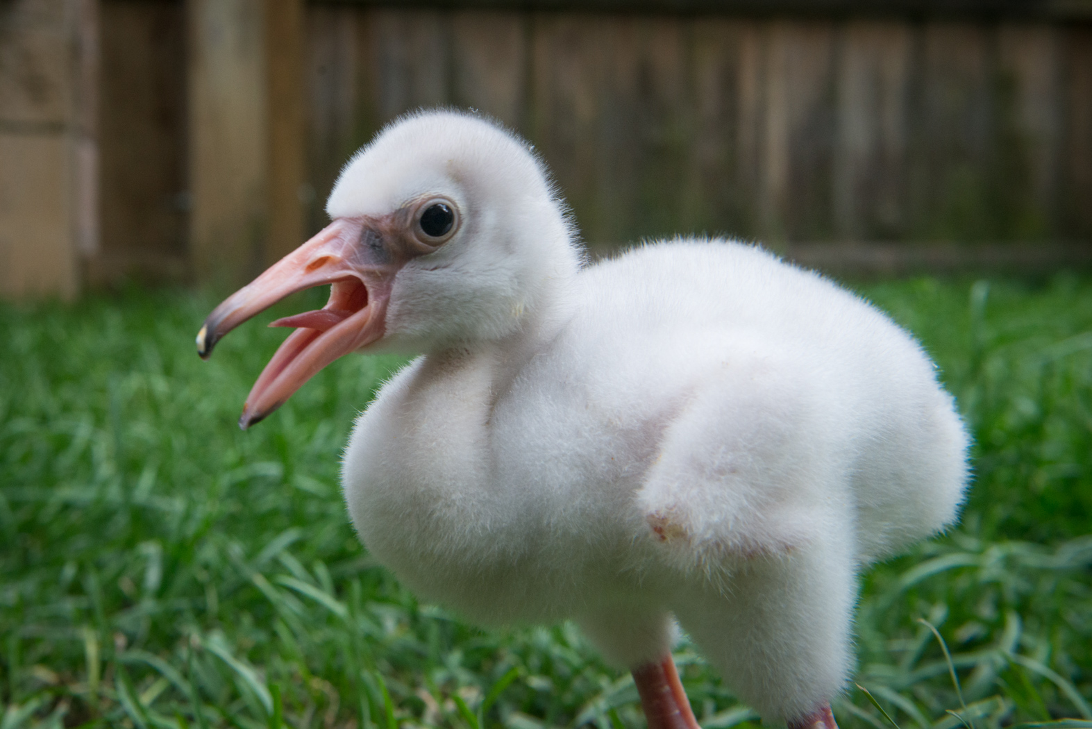 Baby Flamingos Are Even Dopier Than Their Parents