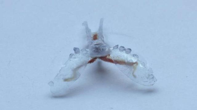 This 3D Printed Robot Moves Using Muscle From A Sea Slug