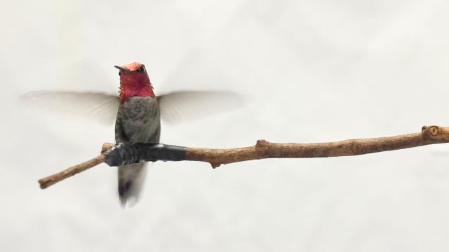 Hummingbird Flight Is More Amazing Than We Realised