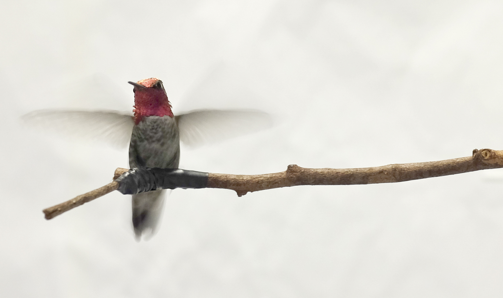 Hummingbird Flight Is More Amazing Than We Realised