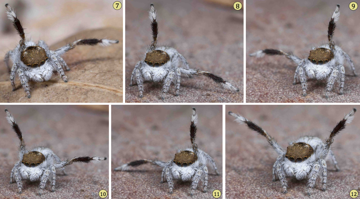 Scientists Found Even More Of These Delightful Australian Peacock Spiders